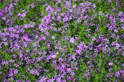 粉色,草夹竹桃属,meadow phlox,紫色夹竹桃,garden phlox,紫色背景,粉色背景,草坪,彩色背景,水面