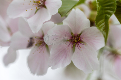 樱桃树,野苹果树,海棠,留白,新的,水平画幅,樱花,无人,户外,图像