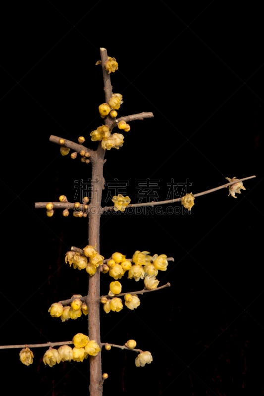 植物,杏花,自然,垂直画幅,美,嫩枝,特写,花蕾,黄色,枝