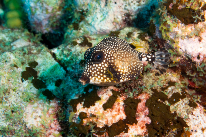 smooth trunkfish,三角棱箱鲀,波耐尔,利沃德,自然,水,水平画幅,水下,斑点,野外动物