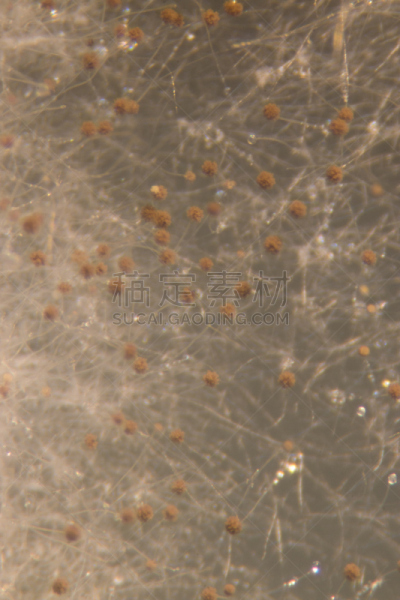 微生物学,实验室,放大效果,尼日尔,皮氏培养皿,在下面,显微镜,垂直画幅,生物科技,孢子