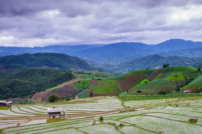 稻,田地,梯田,水平画幅,枝繁叶茂,无人,湿,长颈族,草,泰国