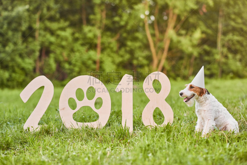 福克斯猎狐犬,新年前夕,狗,可爱的,2018,幸福,派克大街,公园,新的,水平画幅