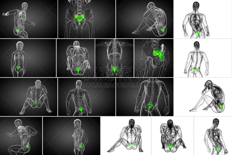 骶骨,健康保健,三维图形,骨骼,绘画插图,尾骨,骶区,脊椎,脊柱,人类骨架