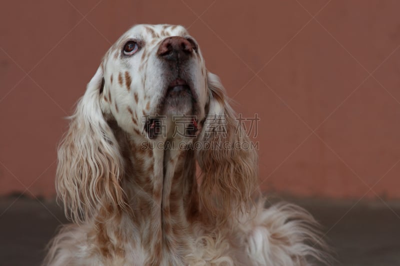 英格兰长毛猎犬,橙色背景,长发,狗,纯种犬,肖像,向上看,褐色,白色,捕猎行为