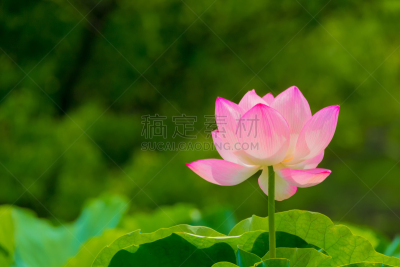 荷花,莲池,横滨,禅,叶脉,七月,神奈川县,水,美,水平画幅