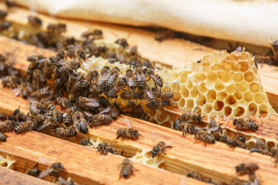 蜂箱,蜜蜂,六边形,蜂蜜,化石,大群动物,昆虫群,蜂蜡,beekeeper,养蜂