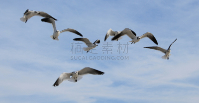 羊群,格尔夫波特,密西西比,水平画幅,无人,海鸟,鸟类,海鸥,摄影