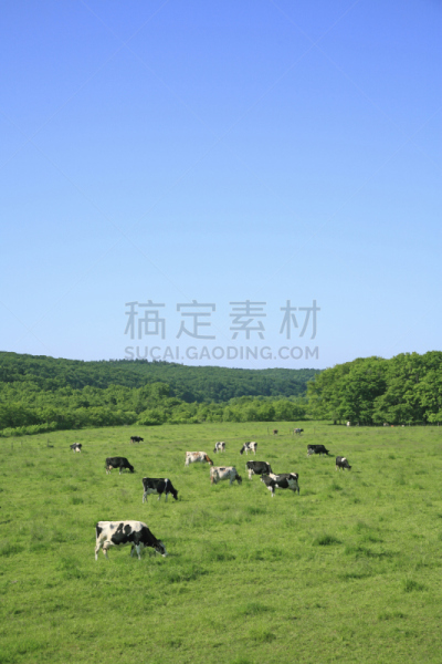 牧场,母牛,十圣县,乳牛场,自然,垂直画幅,天空,生物,日本,草原