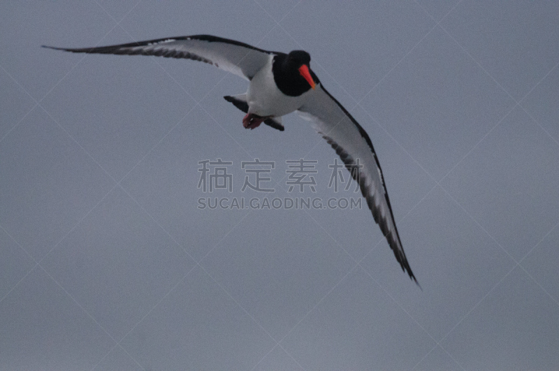 蛎鹬,蛎鶜,利岛,防水长靴,酒店游泳池,康沃尔,欧亚大陆,海军,流行音乐会,观鸟