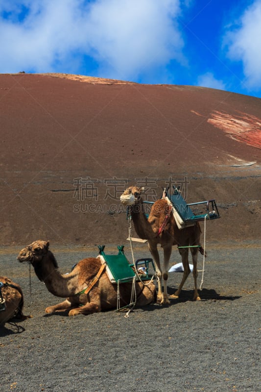 timanfaya national park,骆驼,金丝雀,兰萨罗特岛,垂直画幅,大西洋群岛,旅行者,夏天,户外,特写