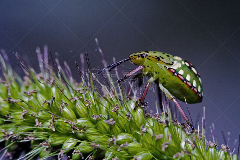 Heteroptera,两翼昆虫,爪子,动物身体部位,野外动物,夏天,仅一朵花,白色,盾蝽,灌木