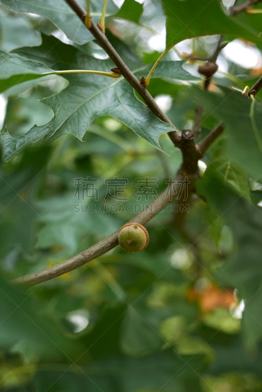 Quercus palustris