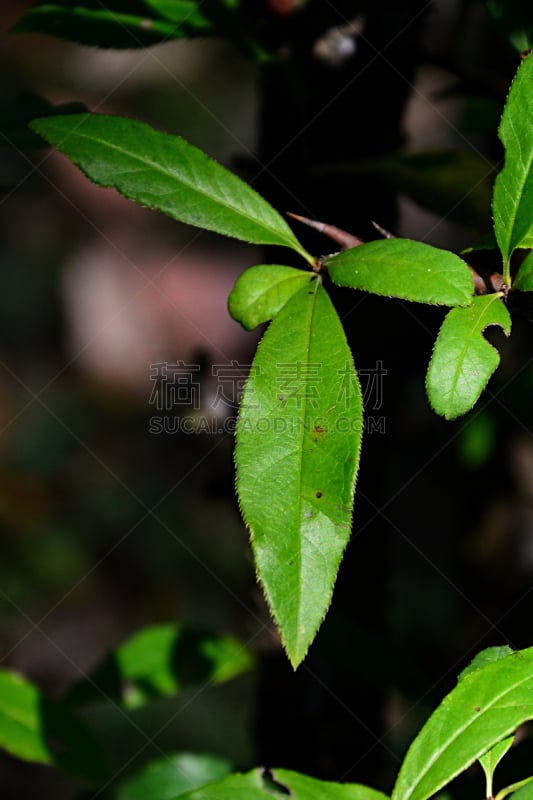 绿色,皱皮木瓜,叶子,水果,花朵,玫瑰,苹果,家庭,垂直画幅,植物