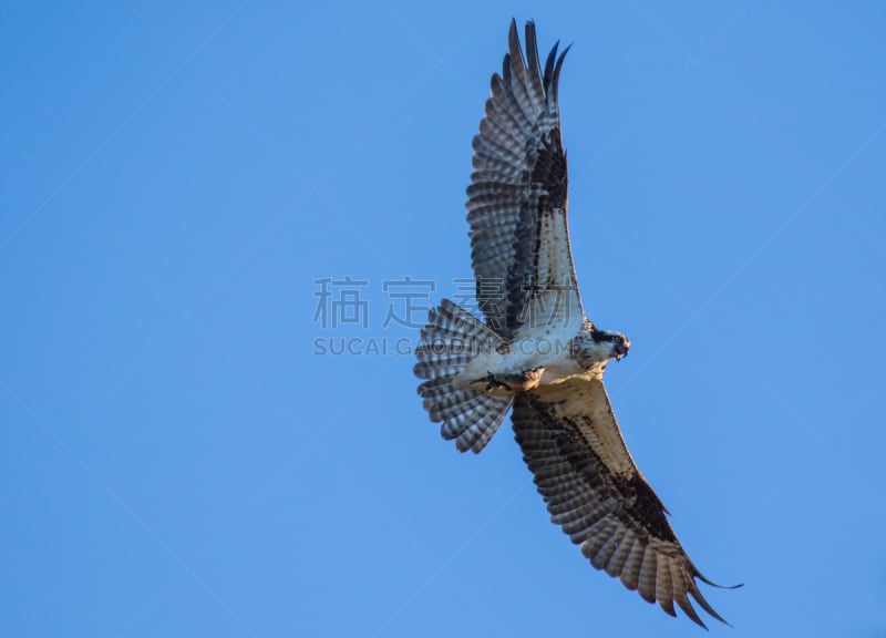 鱼类,鱼鹰,加拿大,麦肯泽河谷,西北特雷托里,水,天空,褐色,食肉鸟,水平画幅