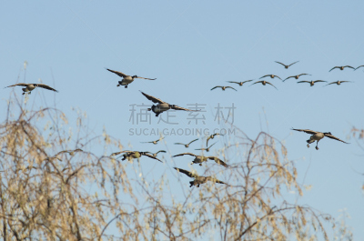 加拿大黑雁,湿地,羊群,自然,野生动物,美国,水平画幅,蓝色,雁属,鹅肉