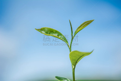 绿色,茶叶,阿萨姆,锡金,大吉岭,慕那尔,里山,水平画幅,山,马来西亚