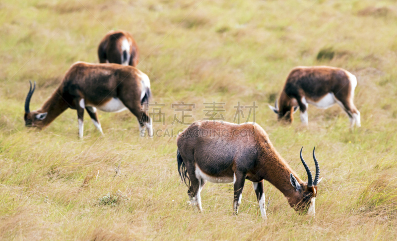 blesbok,平原,四只动物,冬天,动物食性,雄鹿,褐色,水平画幅,无人,野外动物