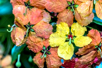 热带的花,自然,水平画幅,新加坡,无人,特写,自然美,黄色,2015年,滨海湾公园
