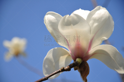 玉兰类,仅一朵花,合肥,春天,植物,水平画幅,无人,中国,摄影