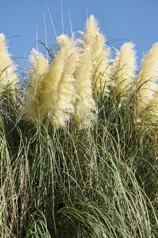 潘帕斯大草原,自然,垂直画幅,无人,圆锥花序植物,草丛,长袖衫,开花时间间隔,草本,观赏草