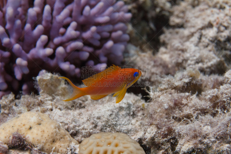 lyretail anthias,红海,沙姆谢伊赫,热带气候,野生动物,环境,橙色,动物,埃及,海鱼