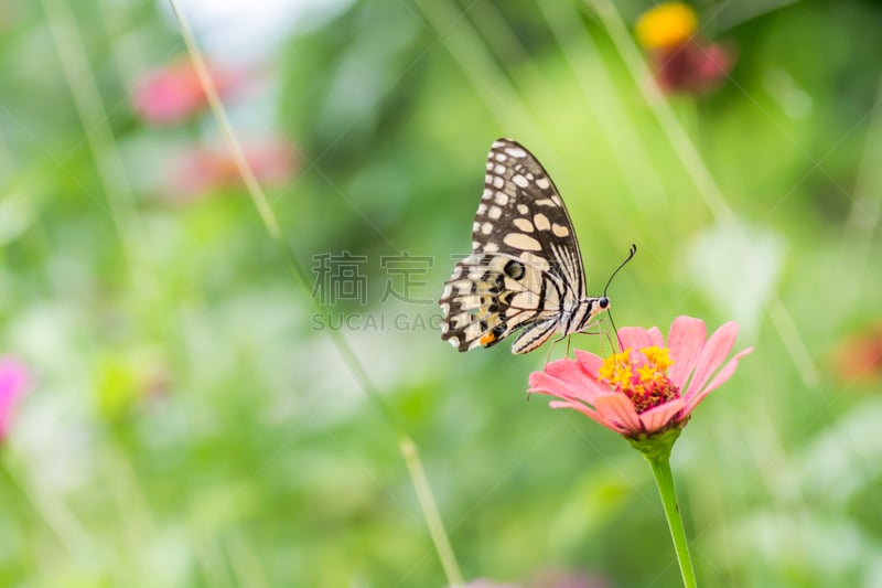 鱼尾菊,普通摩门蝶,美,水平画幅,户外,图像,特写,泰国,田地,植物