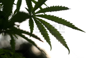 自然,白色背景,明亮,暗色,白色,绿色,黑色,纹理,反差