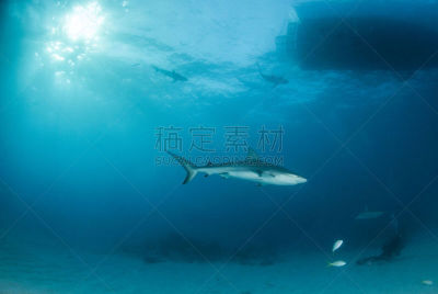 巴哈马国,礁鲨,水,水平画幅,水肺潜水,无人,水下,鲨鱼,夏天,户外