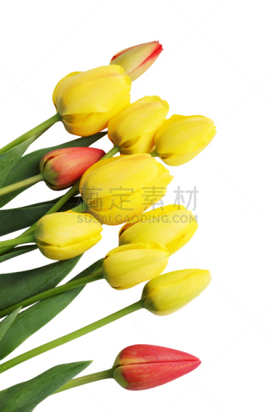 郁金香,花束,分离着色,夏普公司,古典戏剧,螺旋弹簧,垂直画幅,尖利,白色,切断