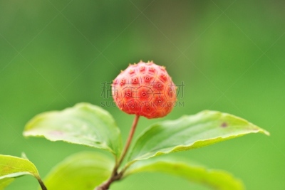 水果,山茱萸,水平画幅,绿色,无人,日本,夏天,茅崎,八月,红色