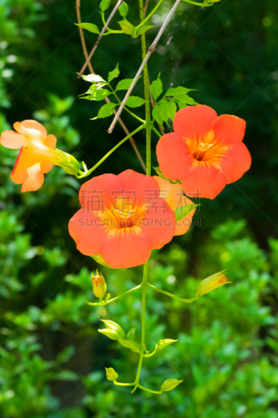 紫薇科树,仅一朵花,巨大的,橙子,自然,垂直画幅,有蔓植物,无人,夏天,特写
