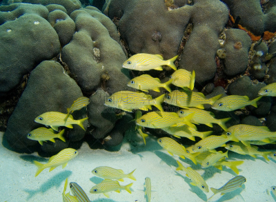 群,水,水平画幅,无人,蓝色,水下,gruntfish,海洋,礁石,彩色图片
