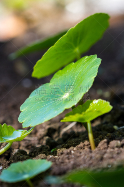 草,黄金,垂直画幅,形状,缓慢的,膀胱,待遇,非凡的,植物,远古的