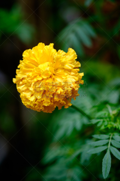 万寿菊,垂直画幅,无人,夏天,户外,草,特写,泰国,明亮,田地
