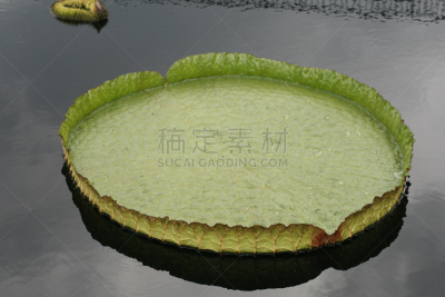 水,餐盘,秘密行动,六月,水平画幅,睡莲,无人,夏天,异国情调,户外