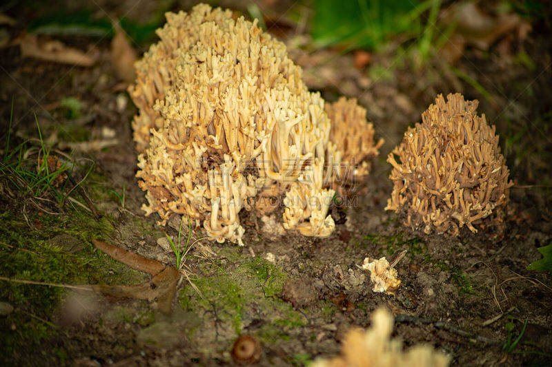 珊瑚菌,国家森林公园,栽培植物,分离着色,黄色,白昼,宾夕法尼亚,图像,国家公园,干小皮伞菌