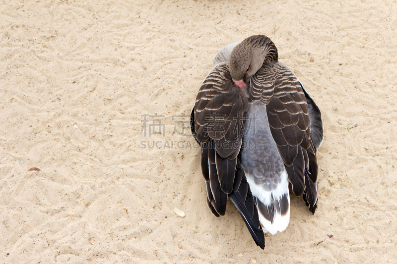 褐色,鸭子,快艇车,白额雁,雁形目,小睡,水平画幅,家禽,鸟类,泥土