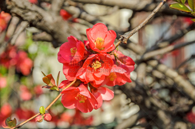 皱皮木瓜,温柏,特写,粉色,茶花,欧洲赤松,户外,美,水平画幅,无人