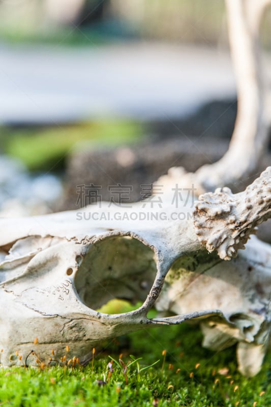 苔藓,颅骨,自然,垂直画幅,野生动物,绿色,死的,动物身体部位,化石,特写