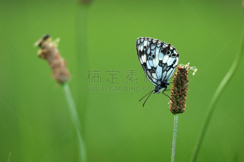 大理石条纹粉蝶,蛱蝶,家蝇,奥登瓦尔德,神迹,美,留白,水平画幅,蝴蝶,优美