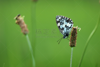 大理石条纹粉蝶,蛱蝶,家蝇,奥登瓦尔德,神迹,美,留白,水平画幅,蝴蝶,优美