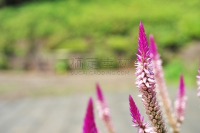 鸡冠花,水平画幅,无人,日本,藤泽市,夏天,户外,八月,红色,植物