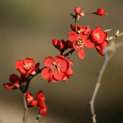 茶花,皱皮木瓜,自然,垂直画幅,公园,无人,玫瑰,户外,红色,春天