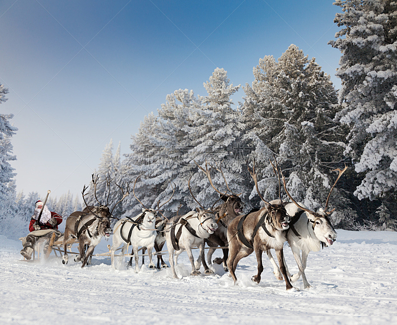 圣诞老人,森林,雄鹿,水平画幅,雪,户外,哺乳纲,冬天,松科