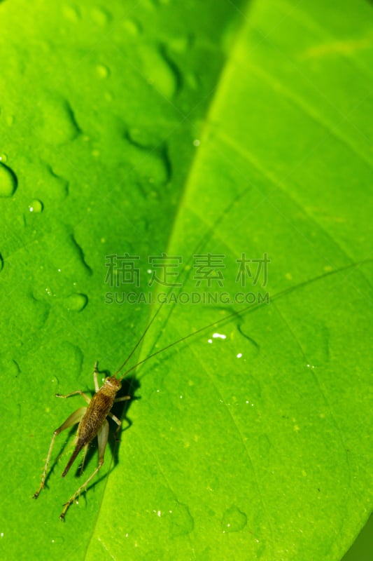 小的,蚱蜢,傻大个蚱蜢,垂直画幅,枝繁叶茂,湿,野外动物,干净,特写,害虫