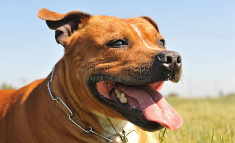 斯塔福德郡斗牛犬,牛头梗,美国斗牛梗,警犬,可爱的,纯种犬,宠物项圈,狗,一只动物,自然美