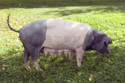 饰头巾,鞍峰猪,家猪,水平画幅,无人,猪,哺乳纲,宠物,动物,脊椎动物