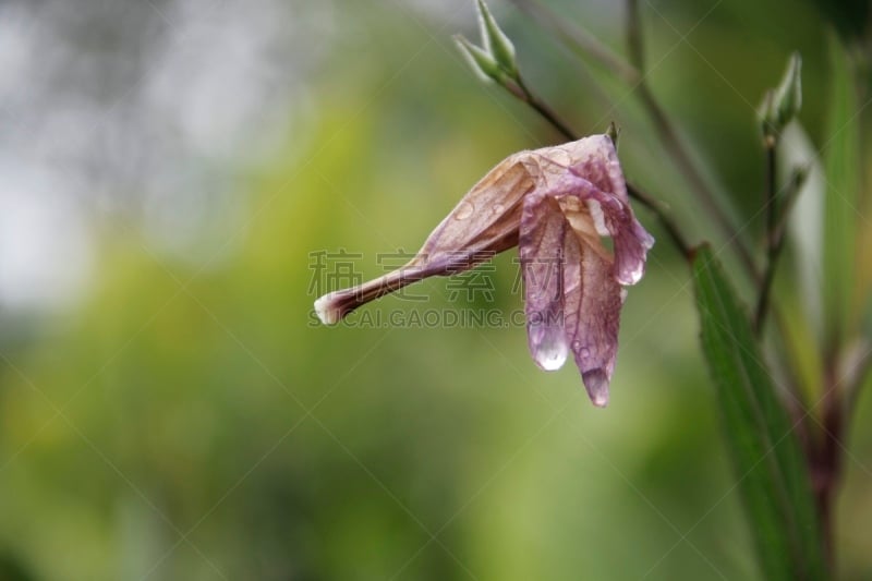 水滴,正下方视角,枯萎的,美,水平画幅,无人,夏天,干的,特写,泰国