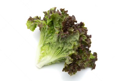 散叶莴苣,红散叶莴苣,风帽,水平画幅,无人,日本,植物,莴苣,成分,清新